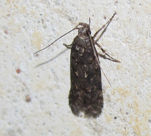 Gelechiidae da ID - Cfr. Chionodes sp.